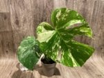 Rare Monstera Deliciosa White Monster Variegated Exact Plant (4” pot) - Image 3