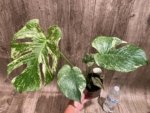 Rare Monstera Deliciosa White Monster Variegated Exact Plant (4” pot) - Image 13