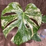 Rare Monstera Deliciosa White Monster Variegated Exact Plant (4” pot)