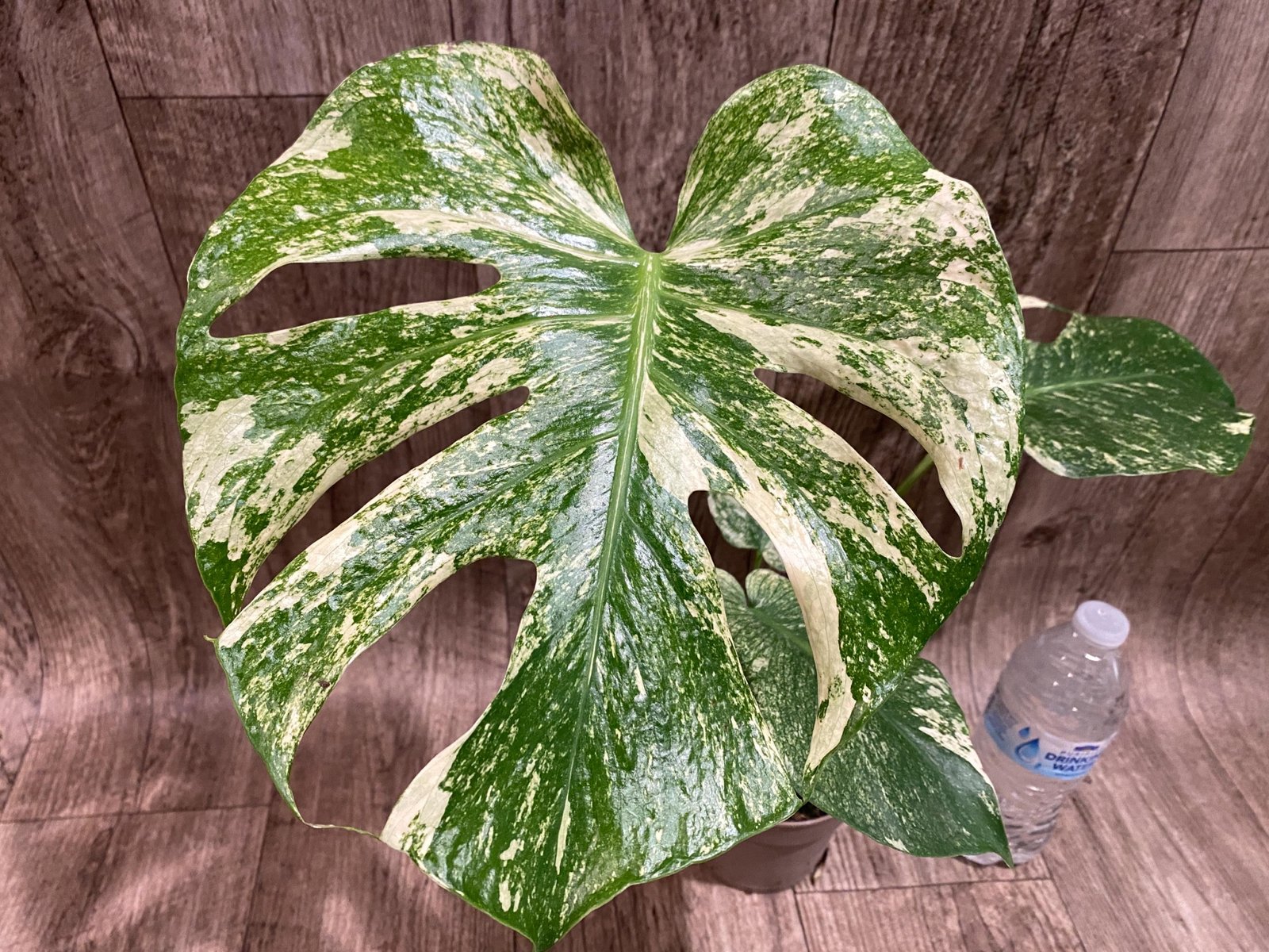 il_fullxfull.8281553836_6e4o.jpg Rare Monstera Deliciosa White Monster Variegated Exact Plant (4” pot) - Image 1