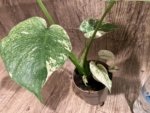 Rare Monstera Deliciosa White Monster Variegated Exact Plant (4” pot) - Image 11