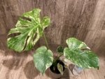 Rare Monstera Deliciosa White Monster Variegated Exact Plant (4” pot) - Image 12