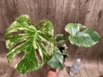Rare Monstera Deliciosa White Monster Variegated Exact Plant (4” pot) - Image 6