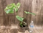 Rare Monstera Deliciosa White Monster Variegated Exact Plant (4” pot) - Image 15