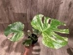 Rare Monstera Deliciosa White Monster Variegated Exact Plant (4” pot) - Image 8