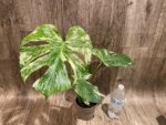 Rare Monstera Deliciosa White Monster Variegated Exact Plant (4” pot) - Image 10