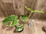 Rare Monstera Deliciosa White Monster Variegated Exact Plant (4” pot) - Image 17