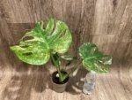 Rare Monstera Deliciosa White Monster Variegated Exact Plant (4” pot) - Image 6