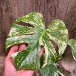 Rare Monstera Deliciosa White Monster Variegated Exact Plant (4” pot)