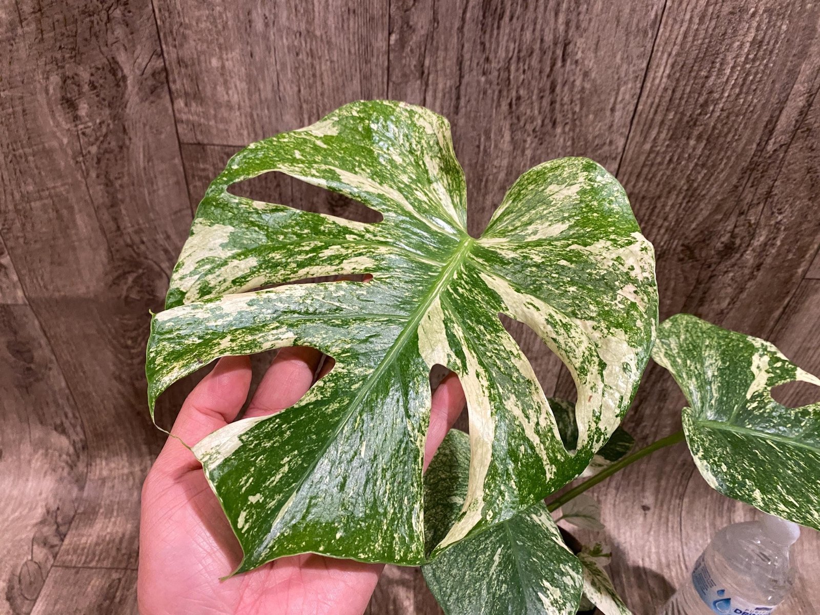 il_fullxfull.8281585476_6q3w.jpg Rare Monstera Deliciosa White Monster Variegated Exact Plant (4” pot) - Image 1