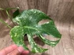 Rare Monstera Deliciosa White Monster Variegated Exact Plant (4” pot) - Image 2