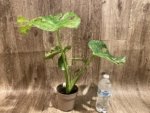 Rare Monstera Deliciosa White Monster Variegated Exact Plant (4” pot) - Image 13