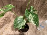 Rare Monstera Deliciosa White Monster Variegated Exact Plant (4” pot) - Image 11