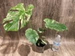 Rare Monstera Deliciosa White Monster Variegated Exact Plant (4” pot) - Image 12