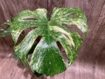 Rare Monstera Deliciosa White Monster Variegated Exact Plant (4” pot) - Image 4