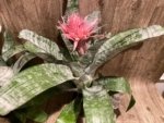 XL Aechmea fasciata Double Plants (6” pot) - Image 4