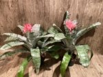 XL Aechmea fasciata Double Plants (6” pot) - Image 9
