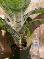 XL Aechmea fasciata Double Plants (6” pot) - Image 12