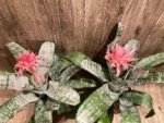 XL Aechmea fasciata Double Plants (6” pot) - Image 10