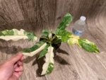 Rare Prismacolor Golden Girl - Philodendron hybrid Variegated (4” pot) - Image 12