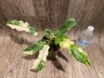Rare Prismacolor Golden Girl - Philodendron hybrid Variegated (4” pot) - Image 7