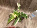 Rare Prismacolor Golden Girl - Philodendron hybrid Variegated (4” pot) - Image 11