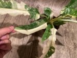 Rare Prismacolor Golden Girl - Philodendron hybrid Variegated (4” pot) - Image 6