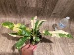 Rare Prismacolor Golden Girl - Philodendron hybrid Variegated (4” pot) - Image 13
