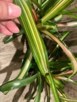 Bromeliad Variegated Double Plants (3.5” pot) - Image 7
