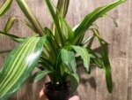 Bromeliad Variegated Double Plants (3.5” pot) - Image 10