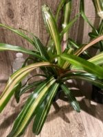 Bromeliad Variegated Double Plants (3.5” pot) - Image 12