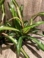 Bromeliad Variegated Double Plants (3.5” pot) - Image 11