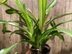 Bromeliad Variegated Double Plants (3.5” pot) - Image 13