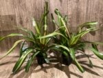 Bromeliad Variegated Double Plants (3.5” pot) - Image 4