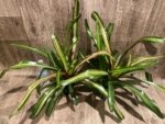 Bromeliad Variegated Double Plants (3.5” pot) - Image 5