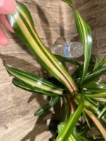 Bromeliad Variegated Double Plants (3.5” pot) - Image 6
