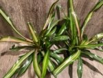 Bromeliad Variegated Double Plants (3.5” pot) - Image 14