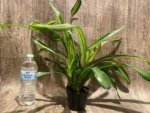 Bromeliad Variegated Double Plants (3.5” pot) - Image 16