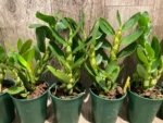Fragrant - Dendrobium Mellow Heart 'Yellow Mind' (4” pot) - Image 6