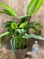 Schismatoglottis wallichii Variegated  (6.5” pot) - Image 10