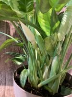 Schismatoglottis wallichii Variegated  (6.5” pot) - Image 8