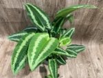 Schismatoglottis wallichii Variegated  (6.5” pot) - Image 5