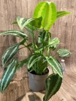 Schismatoglottis wallichii Variegated  (6.5” pot) - Image 9