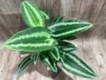Schismatoglottis wallichii Variegated  (6.5” pot) - Image 6