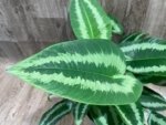 Schismatoglottis wallichii Variegated  (6.5” pot) - Image 3