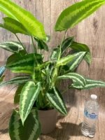 Schismatoglottis wallichii Variegated  (6.5” pot) - Image 11