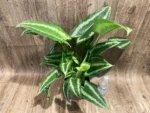 Schismatoglottis wallichii Variegated  (6.5” pot) - Image 13