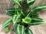 Schismatoglottis wallichii Variegated  (6.5” pot) - Image 12