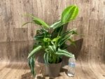 Schismatoglottis wallichii Variegated  (6.5” pot) - Image 14