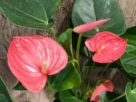 Anthurium Pink (6” pot) - Image 5